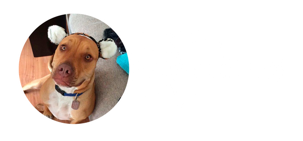 Memes de Perritos